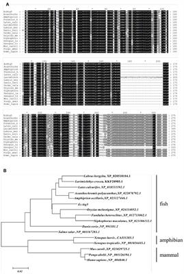 Fish Autophagy Protein 5 Exerts Negative Regulation on Antiviral Immune Response Against Iridovirus and Nodavirus